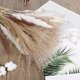 thumbnail image 3 of Hierba de pampa seca natural Afortunado decoración Boho, 3 of 5