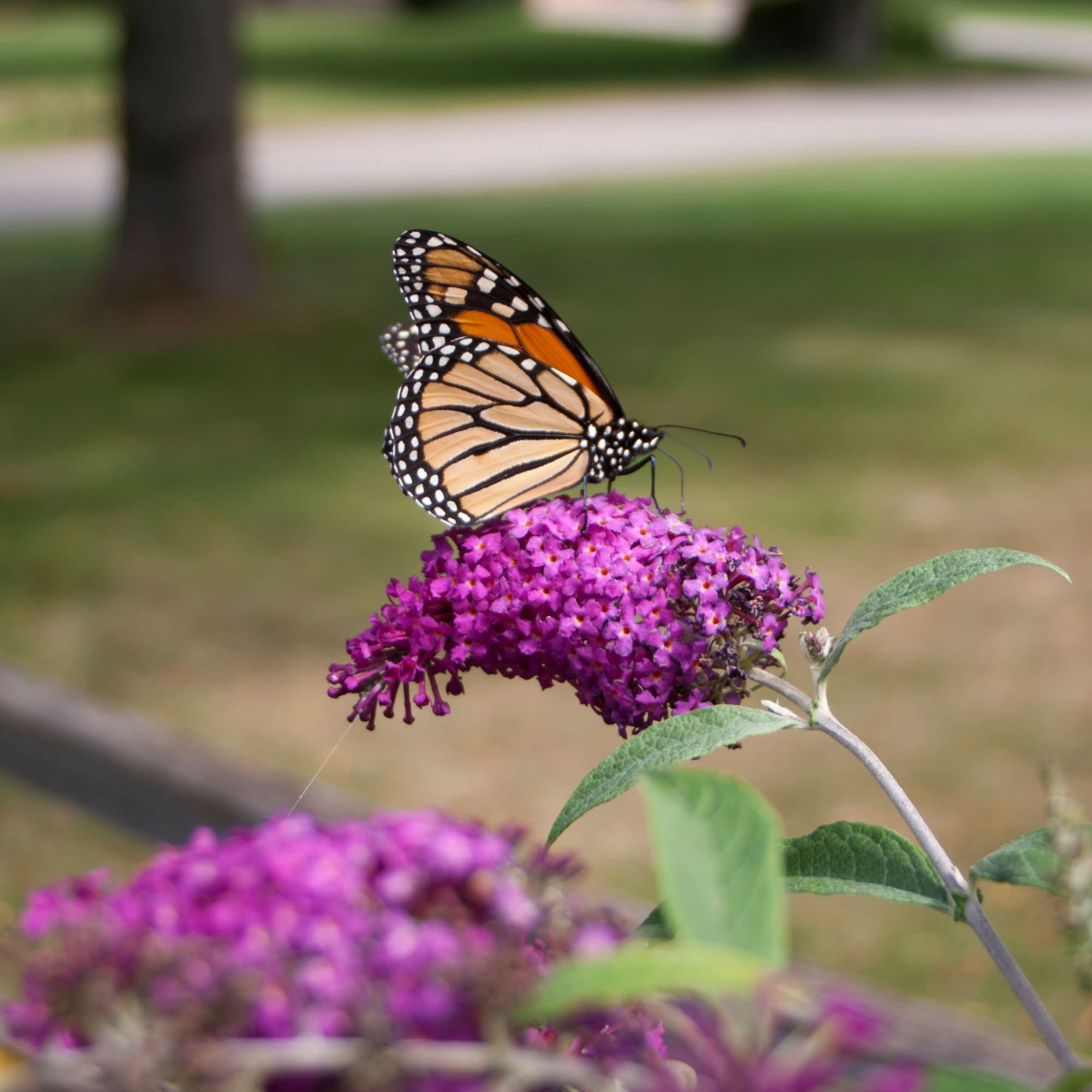 Proven Winners ColorChoice 5" Purple 'Miss Ruby' Butterfly Bush Live Plant in 4.5" Pot (4 Count)