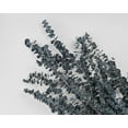 thumbnail image 1 of 1 Bunch, Preserved Eucalyptus Branches - Blue for Floral Arrangement and Craft Project, 1 of 1