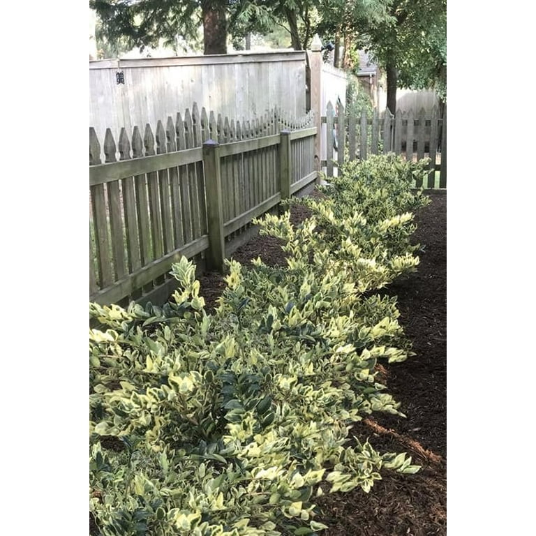 Ligustrum Japonicum Jack Frost Privet 1 Large Gallon Size Plant I