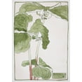 thumbnail image 2 of Hannah Borger Overbeck 18x24 Gold Ornate Framed and Double Matted Museum Art Print Titled - Trillium (About 1915), 2 of 4