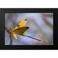 thumbnail image 2 of Hoffman, Jimmy 24x17 Black Modern Framed Museum Art Print Titled - Comet Moth, 2 of 5