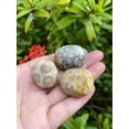 thumbnail image 6 of Fossil Coral Tumbled Stones, Polished Natural Fossil Coral Gemstone, Fossil Coral Healing Crystals (Fossil Coral, 1 Pound), 6 of 8