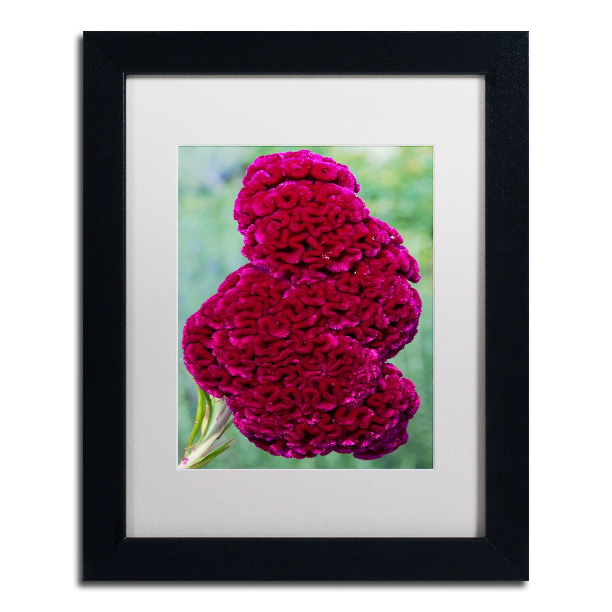 Trademark Fine Art "Coxcomb Flower" Canvas Art by Kurt Shaffer, White Matte, Black Frame