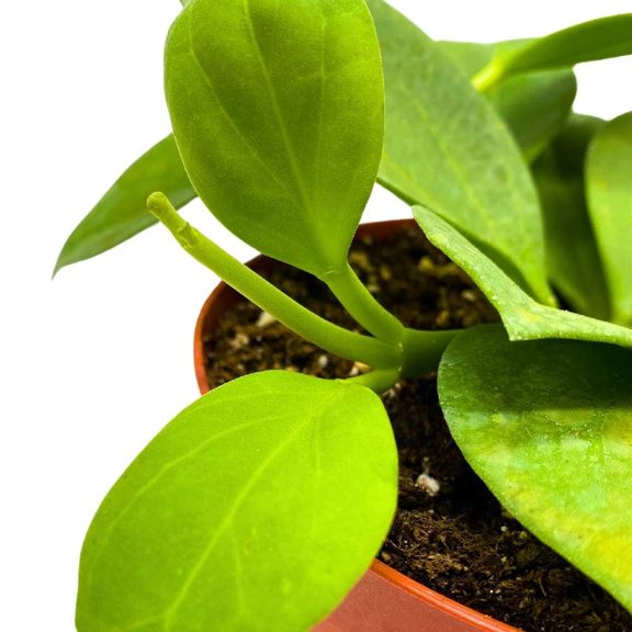 Hoya Pachyclada, 4 inch Rare Exotic Indoor House Wax Plant