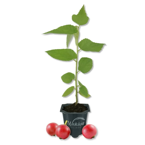 Red Jamaican Cherry Tree - Strawberry Tree - 1 Live Starter Plant - Muntingia Calabura - Edible Fruit Bearing Tree for The Patio and Garden
