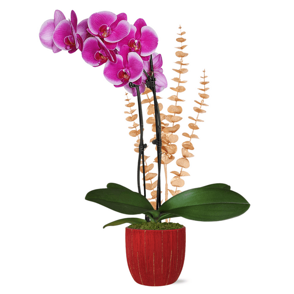Just Add Ice 16-30" Magenta Orchid in 5" White Ceramic Pot with Gold Eucalyptus Pick, Live Plant, Indirect Light, Indoor House Plant