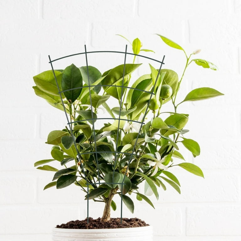 1 Pcs 15.72'' Indoor Plant Trellis for Potted Plants Climbing,Outdoor Metal  Garden Trellis Houseplants Flowers Vine Ivy,Fan Shape Plant Rack Vine Metal  Bracket - Walmart.com