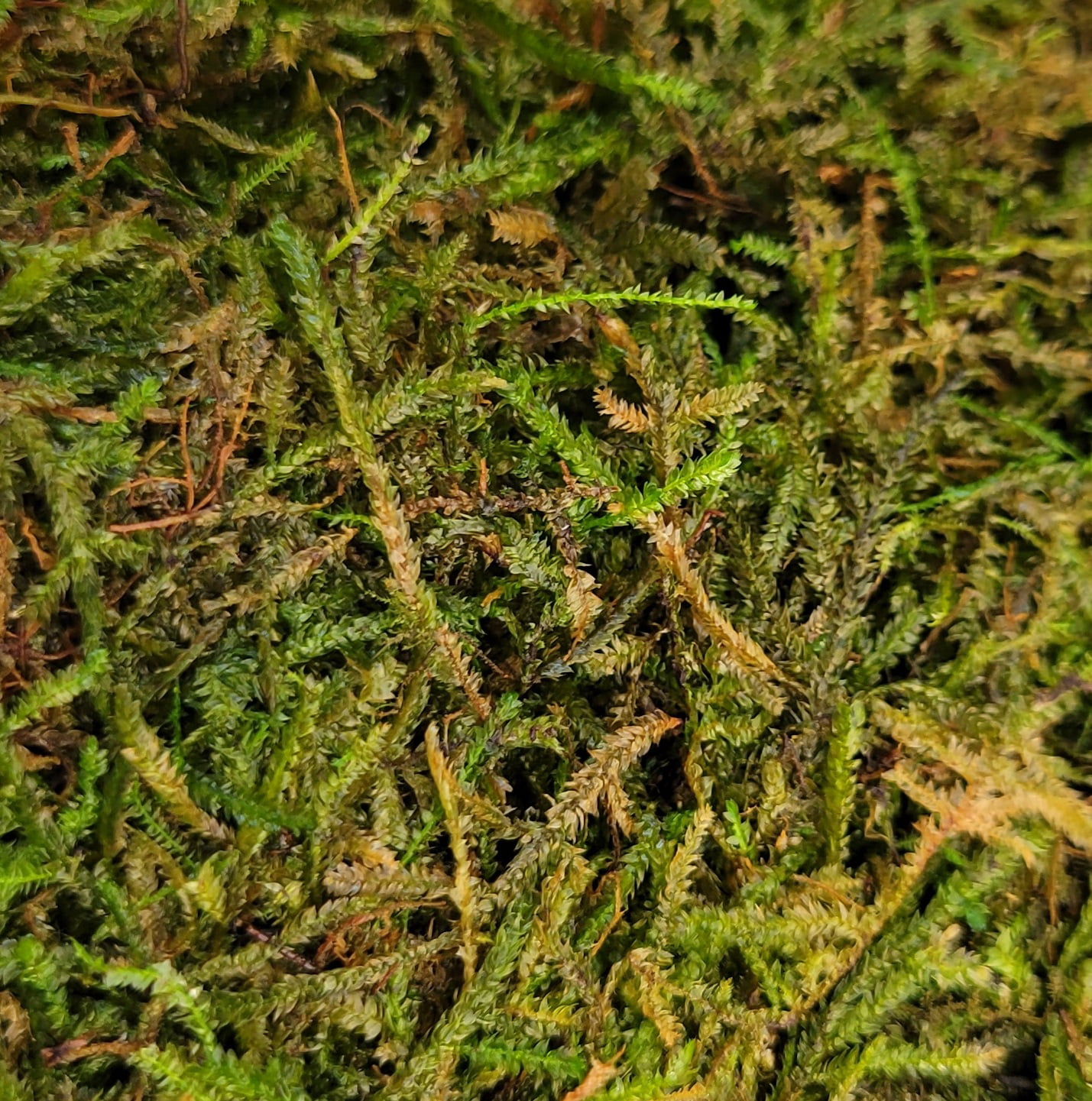 Java Moss (Vesicularia Dubyana) 1/2 LB Portion - Aquarium Plants