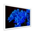 thumbnail image 2 of Designart 'Blue Chrysanthemum Flowers On Black Backround' Traditional Framed Art Print, 2 of 4