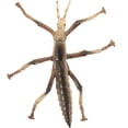 thumbnail image 1 of Miangastore 1Set Stick Insect Toy for Children with Educational Function in Coffee Color 10.5X9X1in Plastic, 1 of 8