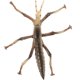 thumbnail image 1 of KAKOWELY Juguete de plástico con forma de insecto palo, divertido juguete para niños, juguete de aprendizaje para el hogar, suministros para niños, 1 of 4