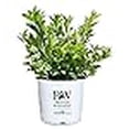 thumbnail image 3 of Proven Winners - Itea virginica Little Henry (Sweetspire) Shrub, , #2 - Size Container, 3 of 4