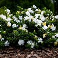 thumbnail image 3 of Gardenia Dwarf Radicans  1 Large Gallon Size Plants  Fragrant Blooming Shrub  Gardenia Jasminoides Cape Jasmine, 3 of 9