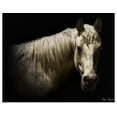 thumbnail image 1 of Great BIG Canvas | Rolled David Drost Poster Print entitled Horse Portrait VI, 1 of 4