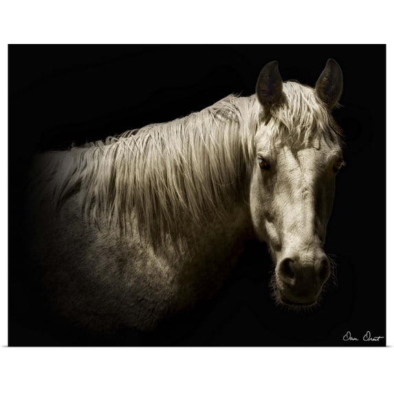 Great BIG Canvas | Rolled David Drost Poster Print entitled Horse Portrait VI