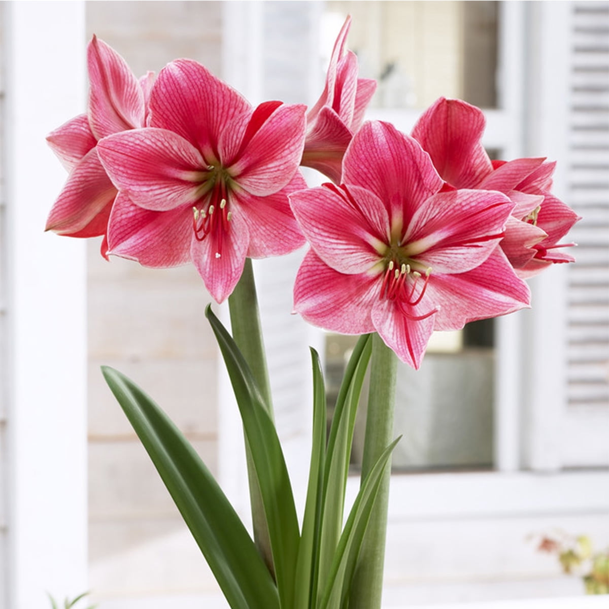 Van Zyverden Amaryllis Gervase Set of 1 Bulb Pink Partial Sun Perennial Easy to Grow 1 lb