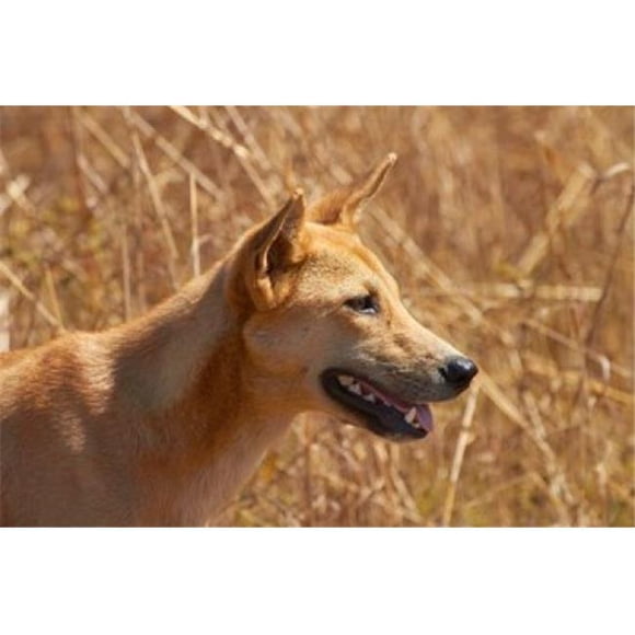 Posterazzi PDDAU01DWA4451 Dingo Wildlife Kakadu Np Northern Territory Australia Poster Print by David Wall - 26 x 18 in.