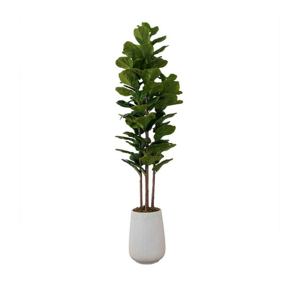 Feuille de figuier en pot 4 tiges