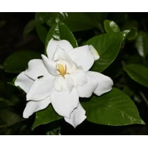 Gardenia jasminoides Seeds - Cape Jasmine - Common Gardenia