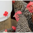thumbnail image 6 of Farm Innovators Heated 2 Gallon Poultry Drinker w/ Drip-Free Side Mount Nipples, 6 of 7