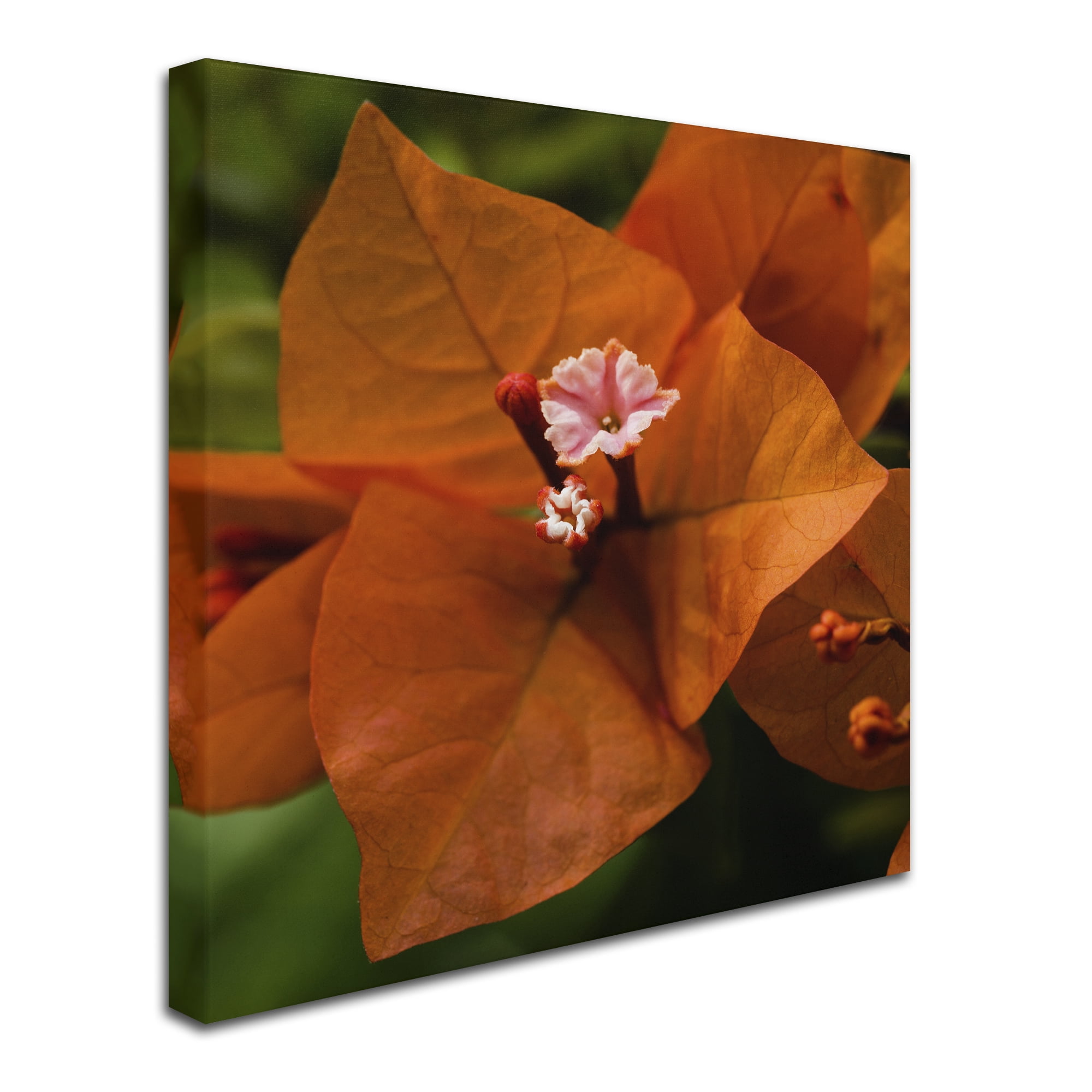 Trademark Fine Art "Orange Bougainvillea" Canvas Art by Kurt Shaffer