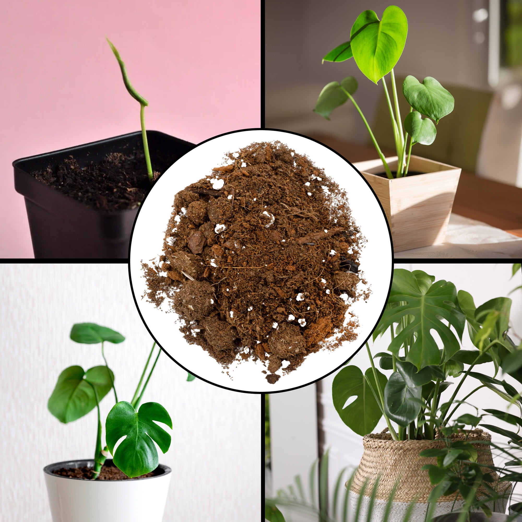 Good soil for a monstera r Monstera