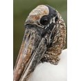 thumbnail image 2 of Jones, Adam 13x18 Gold Ornate Wood Framed with Double Matting Museum Art Print Titled - Wood stork-Circle B Ranch-Florida, 2 of 4