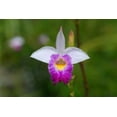 thumbnail image 5 of Live Pink Bamboo Orchid Plant Bulb 1 Pk,  2 Bulbs 2"-4" Long, Shade, Perennial, 3oz, 5 of 7