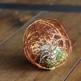 thumbnail image 2 of Geo Ball with Living Air Plant - 5" Diameter - Live Trends, 2 of 2