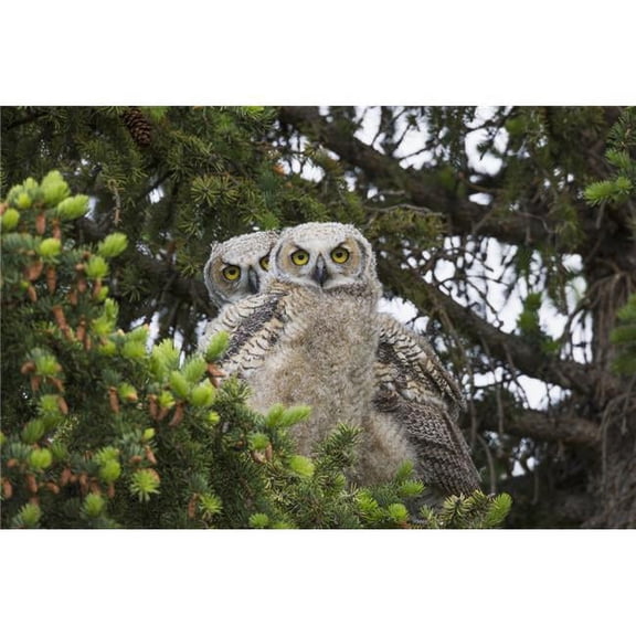 A Family of Great Horned Owls Poster Print - 38 x 24 in. - Large