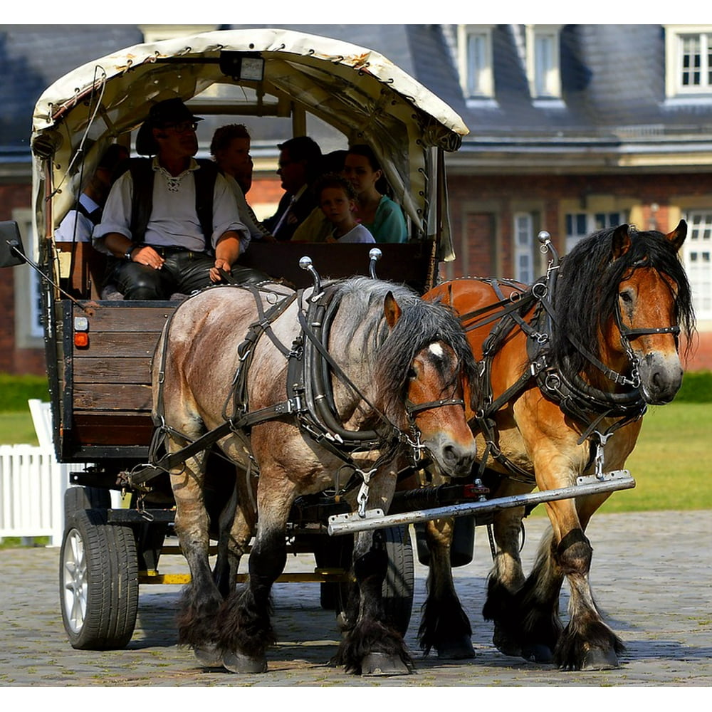 Horse Drawn Carriage Livestock Drag Work Harness20 Inch By 30 Inch