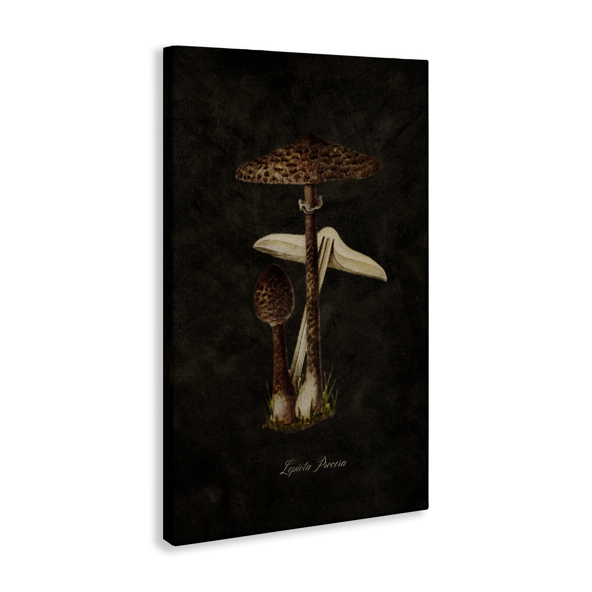 Stupell Industries Dark Woodland Mushroom Plants & Flowers Painting Wrapped Canvas Art Print Wall Art, 16 x 24