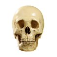 thumbnail image 5 of SZTXJ Model 1: 1 Resin Human Skull Anatomical Teaching, Decoration Skull, Medical Training, Halloween Party (Yellow), 5 of 5