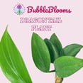 thumbnail image 2 of Dragon Tail, 4 inch Pot, Epipremnum pinnatum, Centipede tongavine, Dragon-Tail Plant, 2 of 9