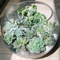 thumbnail image 2 of Qianfeng 11 Pcs Mini Artificial Succulent Plants Realistic Green Succulent Potted Plants (None Containers), 2 of 11