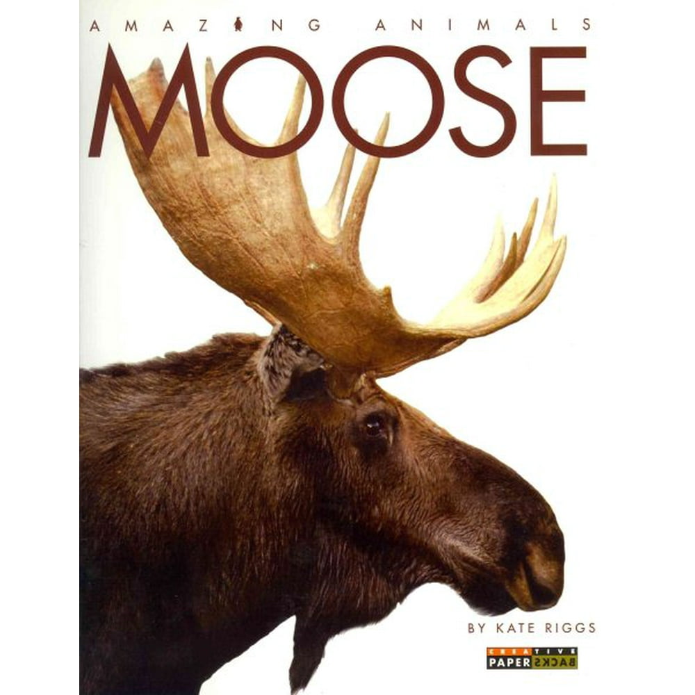 Amazing Animals Moose (Paperback)