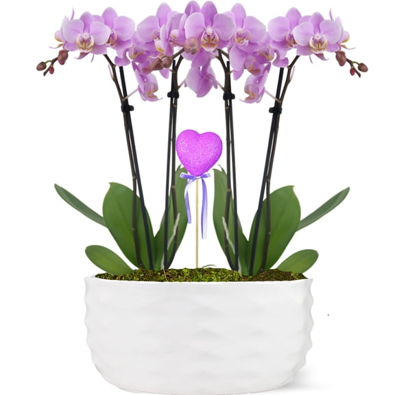 Just Add Ice 16-30” Tall, Two 5" Lavender Orchid Garden, with 10in Ceramic Pot