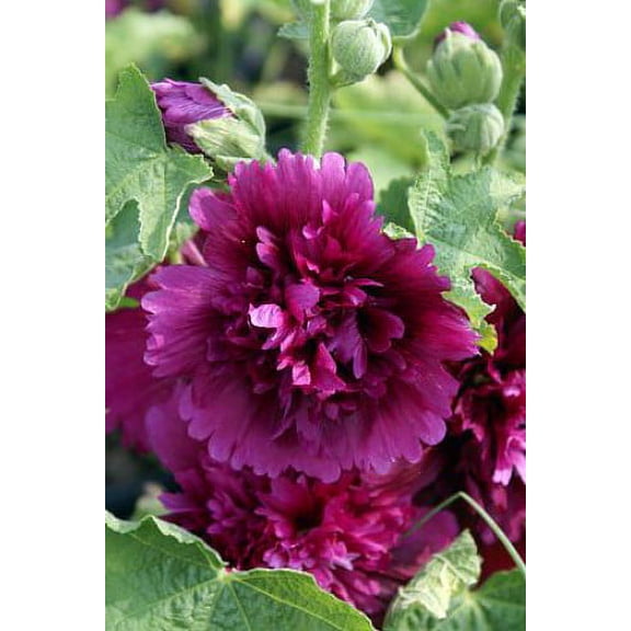 Queeny Purple Hollyhock - Alcea - Perennial - Very Dwarf - Quart Pot