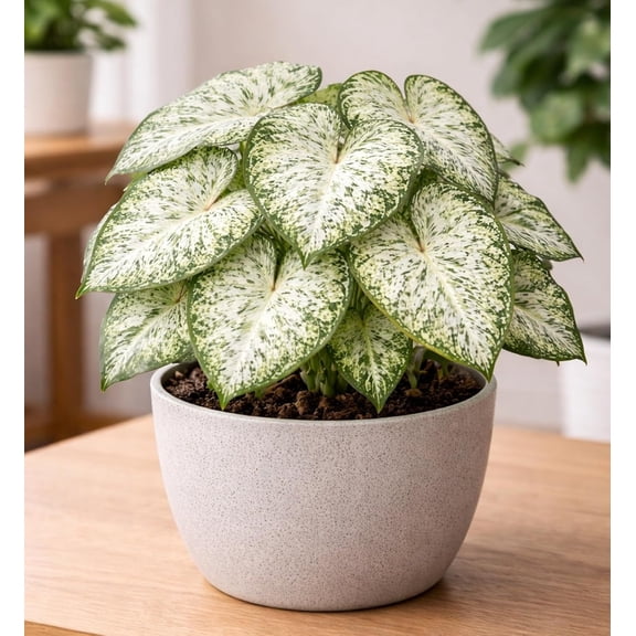 4 Snow Flurries Caladium Bulbs for Planting - Great Indoor Plants (4 Bulbs)