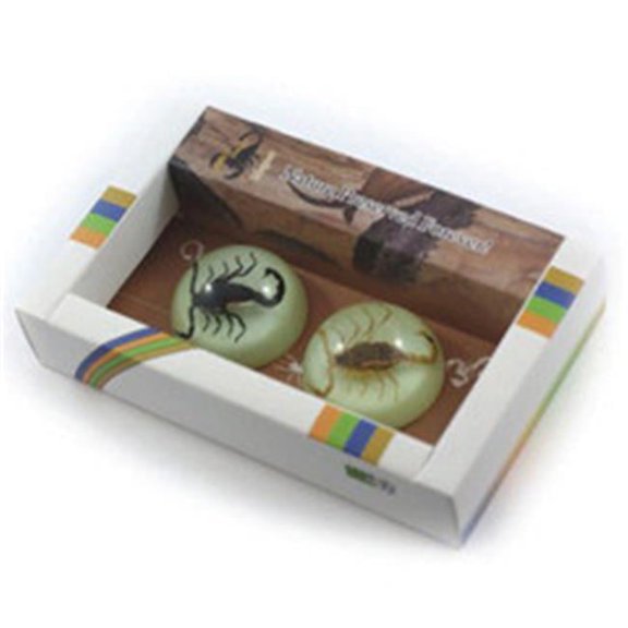2PC Magnet set with Real Scorpion in Acrylic