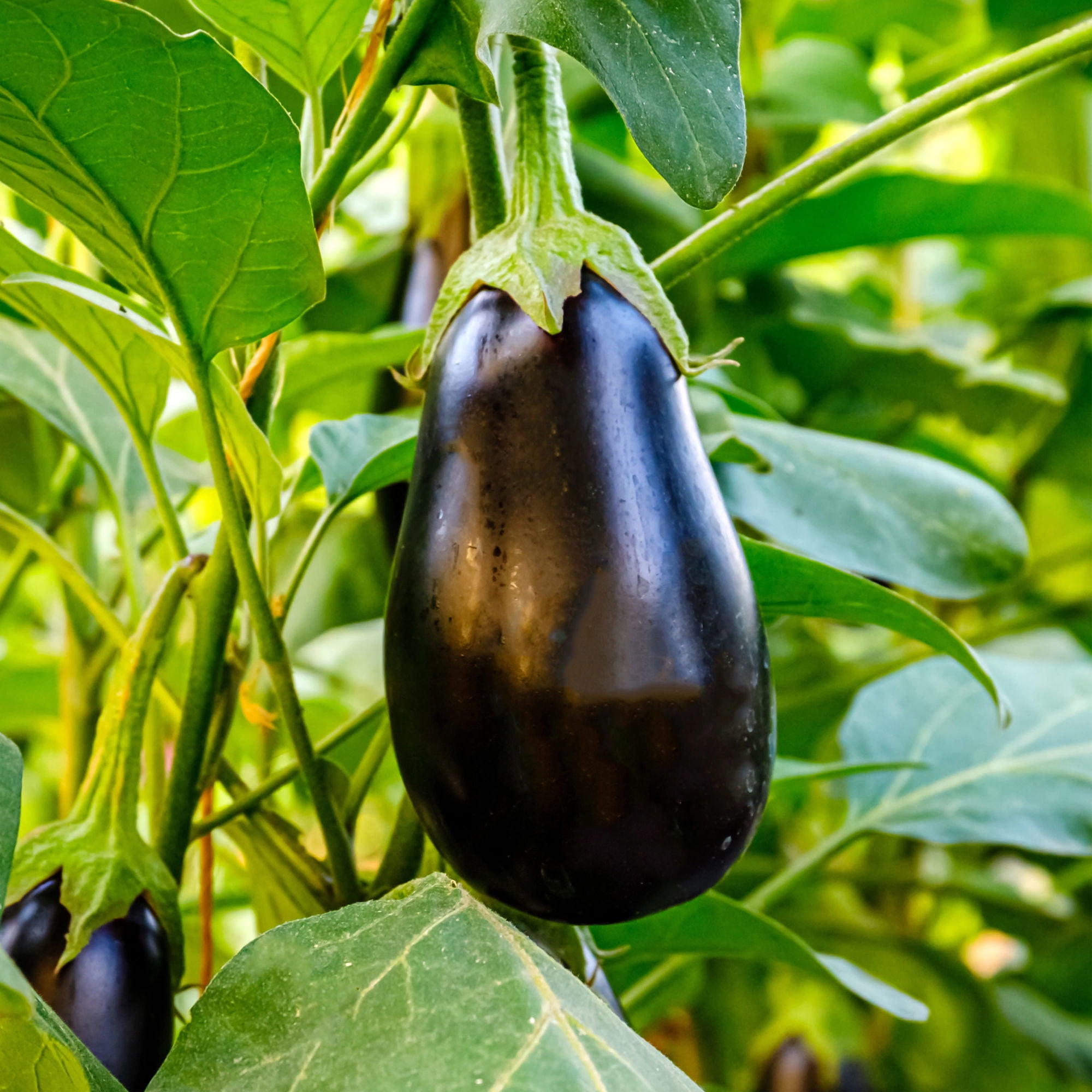 Bonnie Plants Black Beauty Eggplant 19.3 oz. 2-Pack