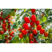 500 Seeds ITALIAN ROMA TOMATO Lycopersicon Lycopersicum Fruit Vegetable Seeds