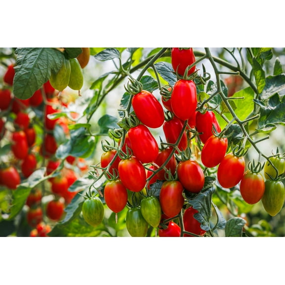 500 Seeds ITALIAN ROMA TOMATO Lycopersicon Lycopersicum Fruit Vegetable Seeds