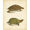 thumbnail image 2 of Hill, J.W. 15x18 Black Ornate Wood Framed with Double Matting Museum Art Print Titled - Turtle Duo IV, 2 of 4