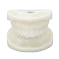 thumbnail image 2 of Tooth Model, Wear  White Tooth Model Long Lasting White Corundum Easy To Clean  For Stomatologists For School, 2 of 8