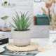 thumbnail image 3 of Suculentas artificiales en macetas Der Rose para decoración del hogar, 3 of 6
