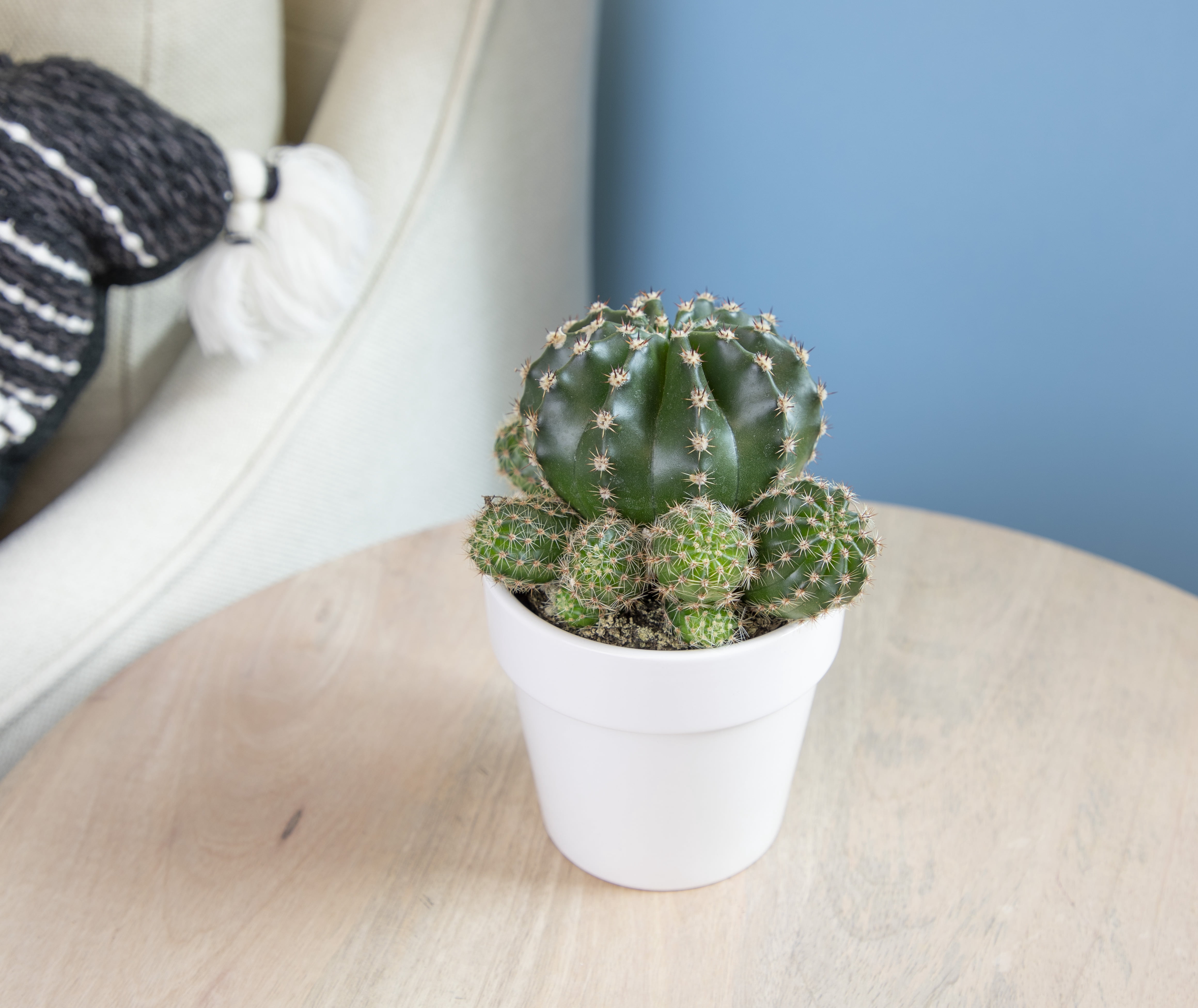 Altman Plants 3.5" Assorted Cactus with White Ceramic Pot