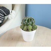 Altman Plants 3.5 Assorted Cactus with White Ceramic Pot