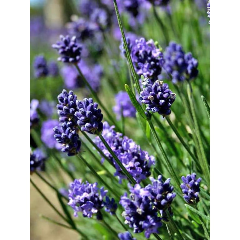 Thumbelina Leigh Lavender Herb - Perennial - Gallon Pot